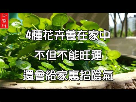 石蓮花風水|蓮花的寓意有哪些？不同圖案、顏色的蓮花意思&在佛教中的意義